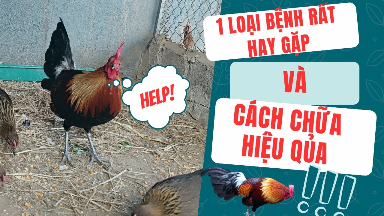 Cách nuôi gà rừng hiệu quả_bệnh thường gặp và cách chữa|| Gà rừng tây Bắc#Gallus gallus