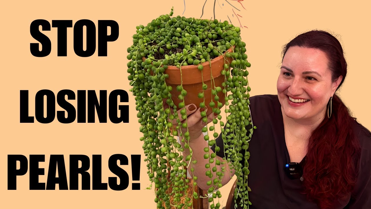 How to Repot String of Pearls