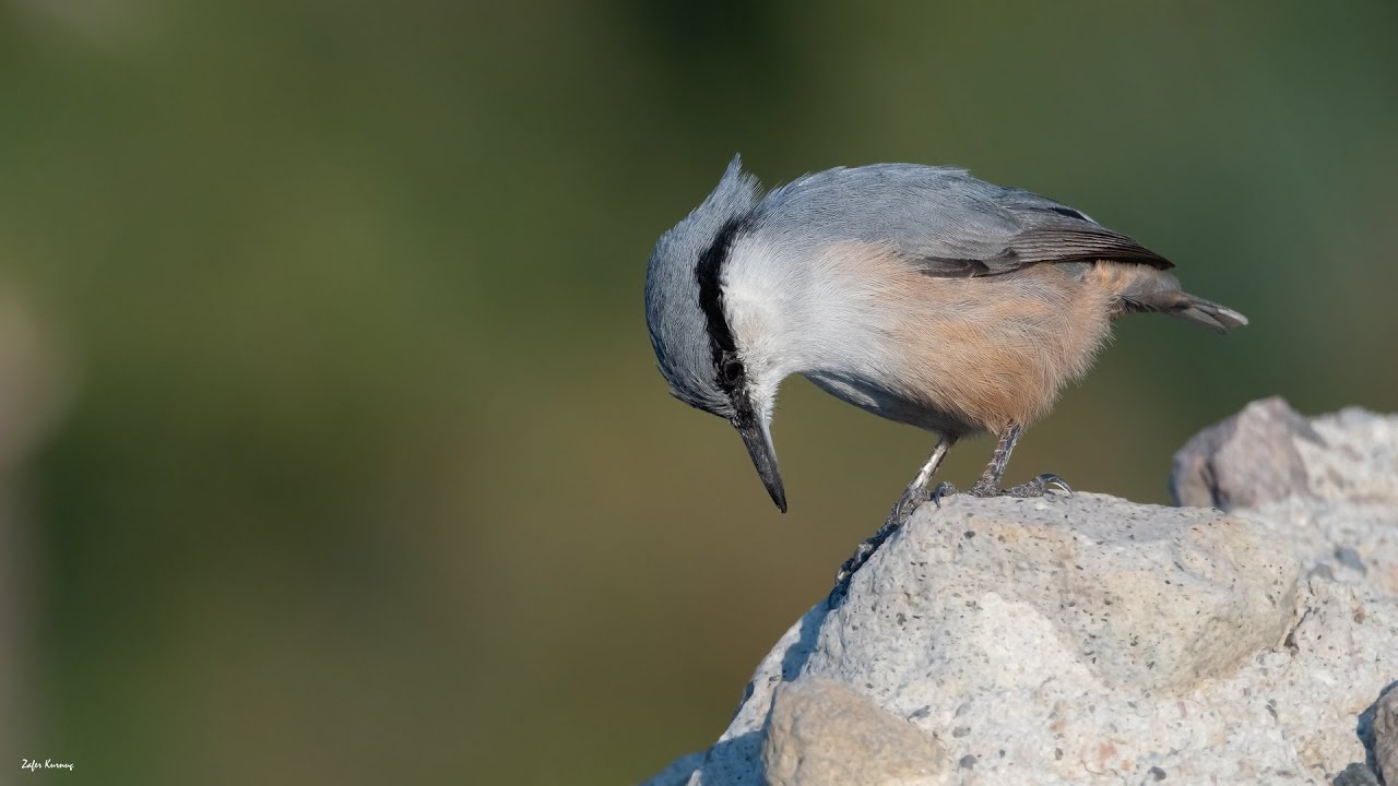 Kaya sıvacısı  [ Western Rock Nuthatch ]