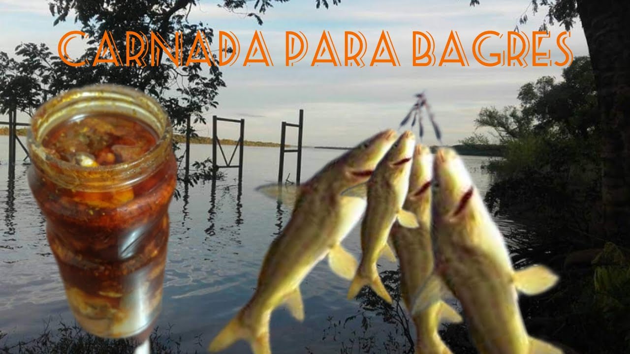 (8)Carnada para bagres