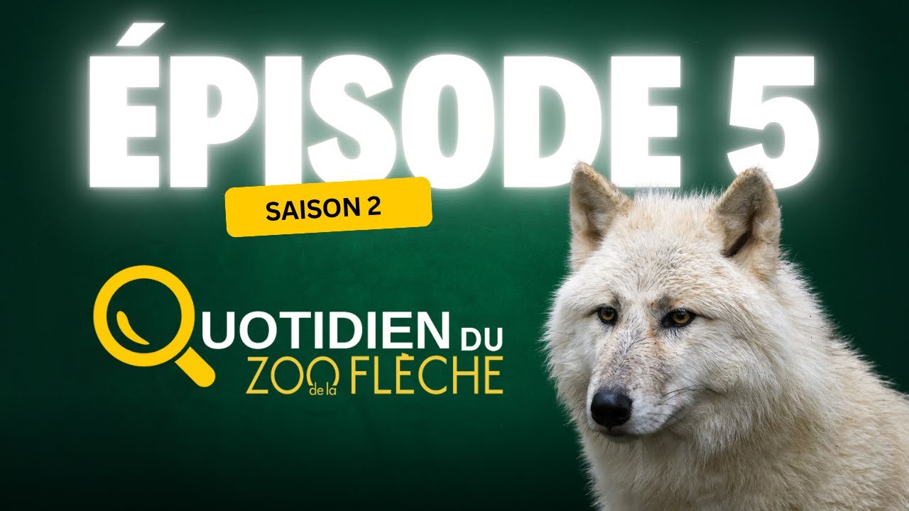 Siora, Tiksi : à la rencontre des 2 nouvelles louves arctiques 🐺