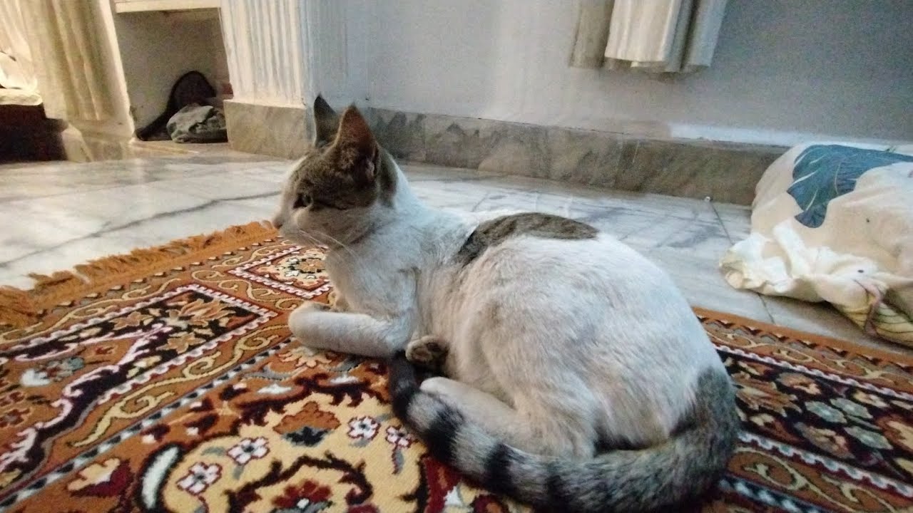 Sleepy cat during evening 🌆😺❤️ | Cat videos | Cats | @RahaMau 