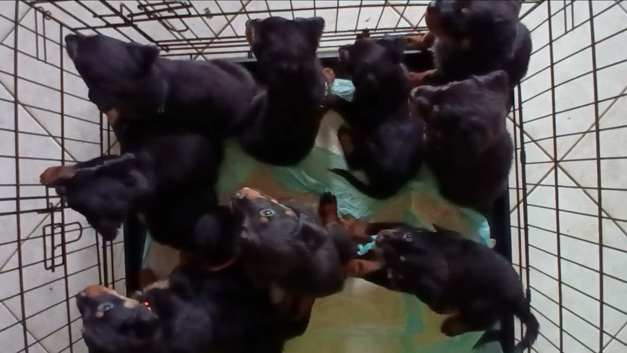 LDIZL - Rottweiler pupies