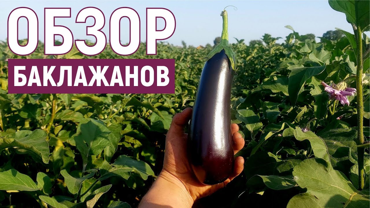 Обзор БАКЛАЖАНОВ 2022