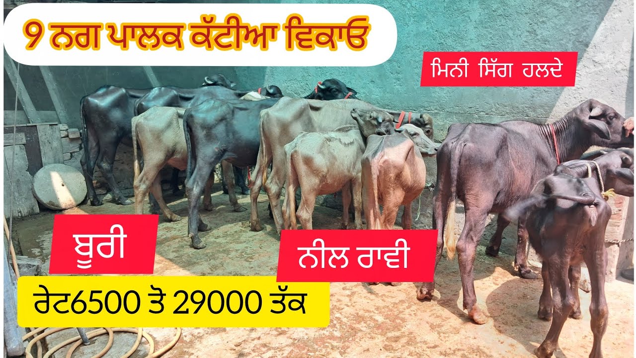 9 ਨਗ ਪਾਲਕ ਕੱਟੀਆ ਵਿਕਾਓ ਵਾਜਿਬ ਰੇਟ 6500 ਤੋ ਸਰੂ  ਮੋਬਾਈਲ ਨੰਬਰ 9915350356  ਪਿੰਡ  ਧੌਲਾ  ਜਿਲਾ ਬਰਨਾਲਾ 