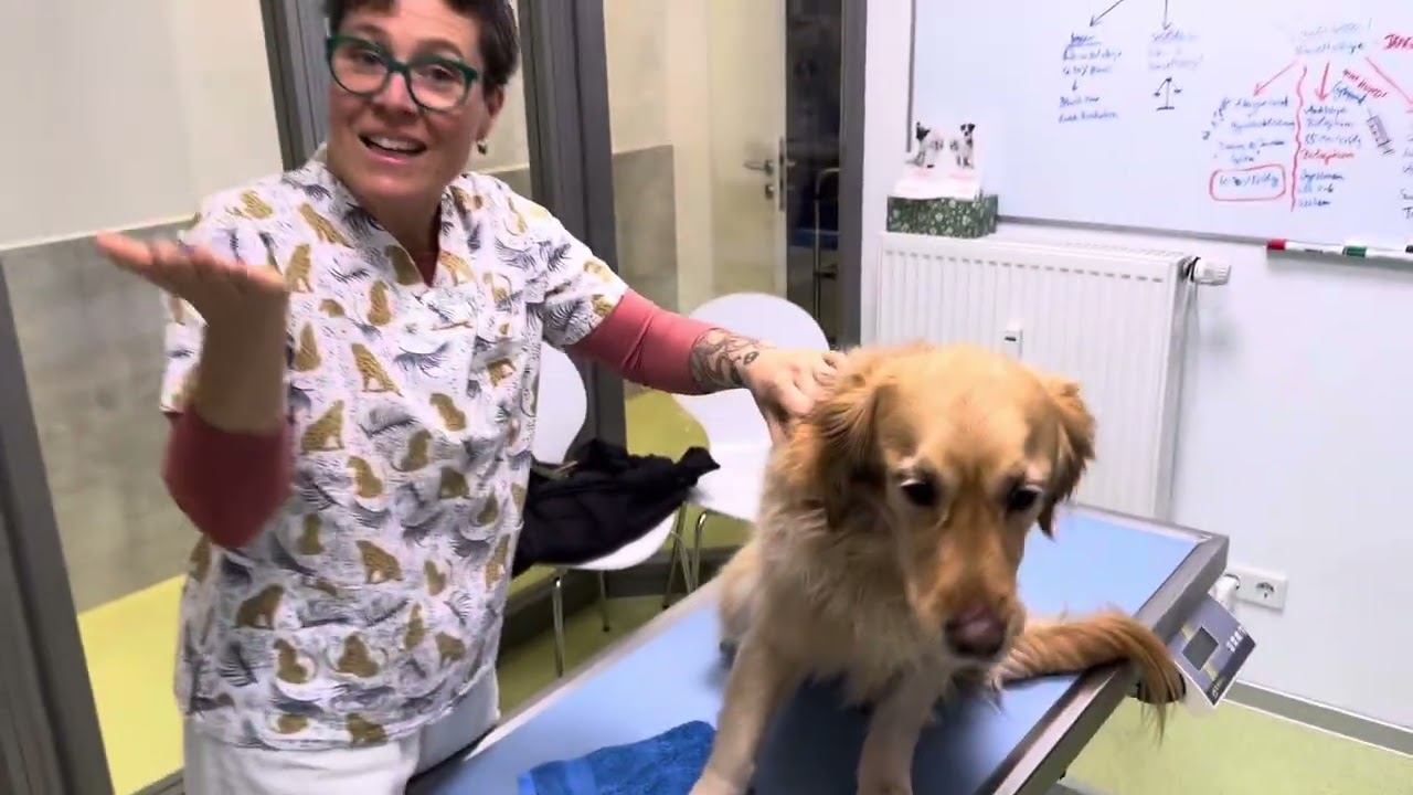 Eosinophile Furunkulose beim Hund
