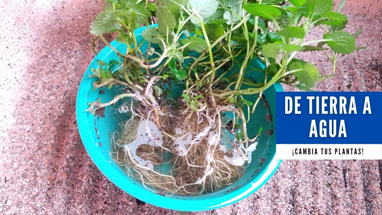 ¡Transforma tus plantas de tierra a plantas hidropónicas!| Plantas de tierra a agua.