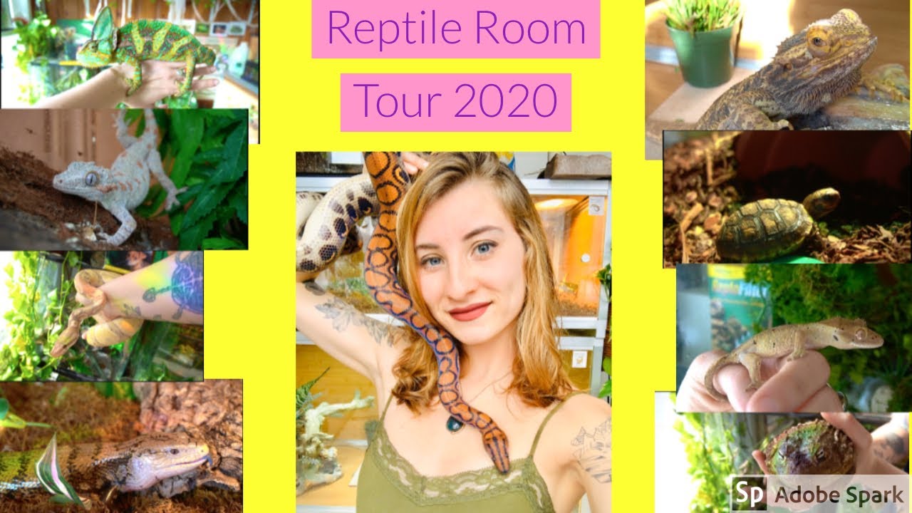 Reptile Room Tour 2020