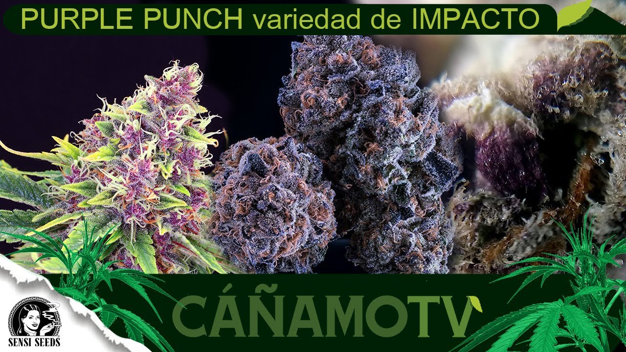 &iexcl;PURPLE PUNCH, variedad de IMPACTO al MENT&Oacute;N!