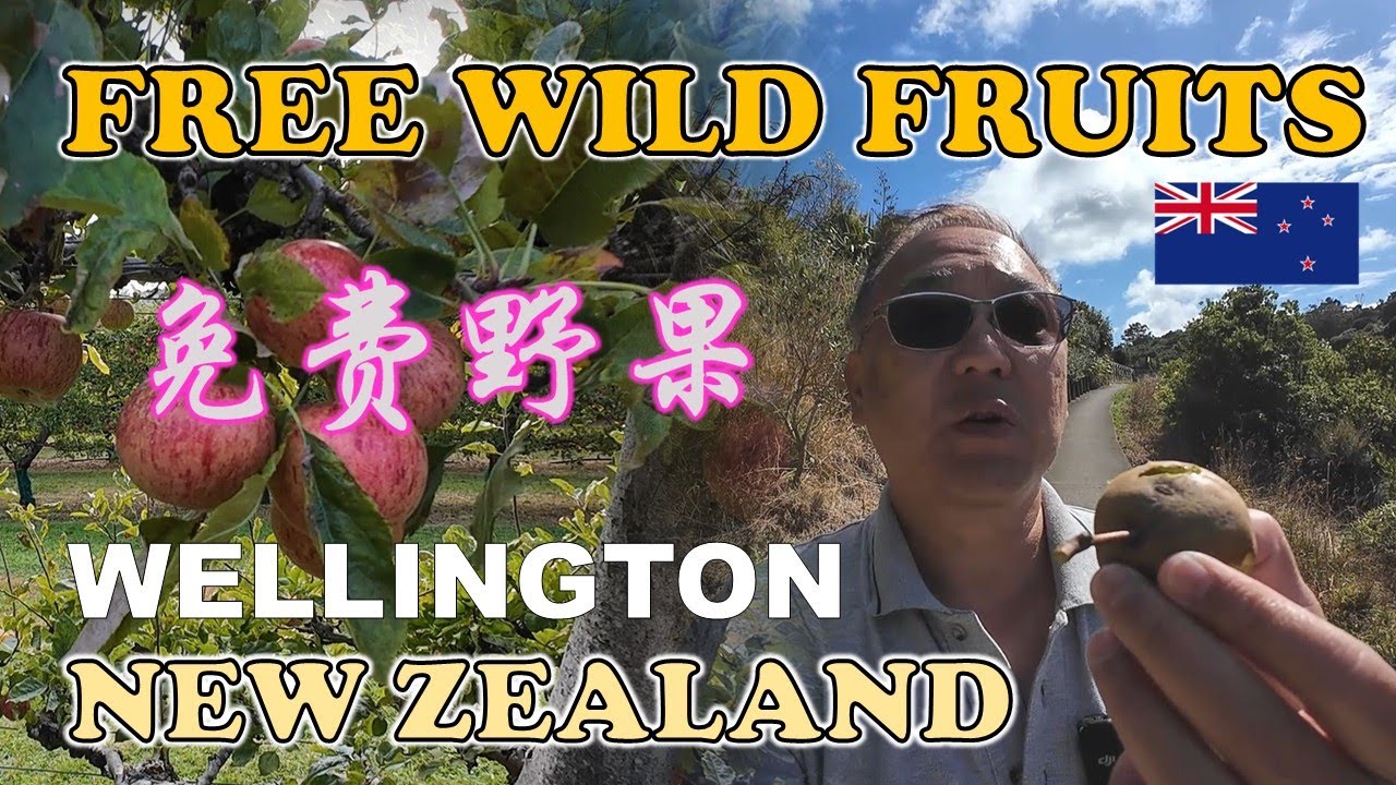 Wellington - Free Wild Fruits | 免费野果 | RATION CREEK ORCHARD | HOME TASTE RESTAURANT | WIND TURBINES