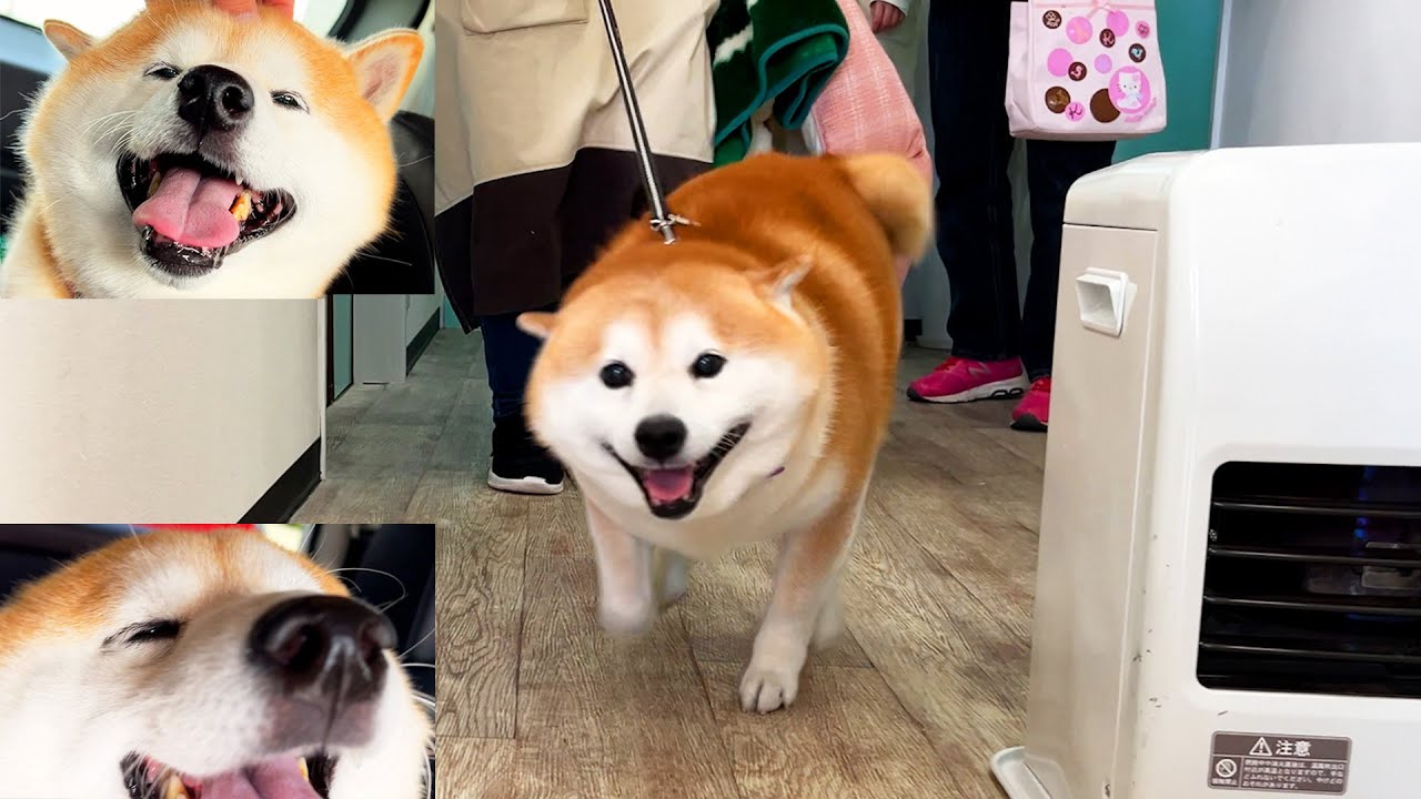 After staying at a pet hotel, Shibe is reunited with his family and tackles at high speed. → smile
