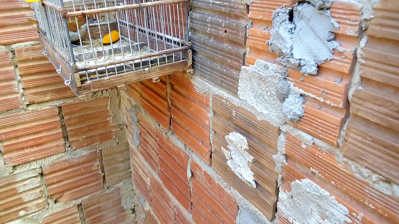 XORR&Oacute; OU CHOCA BARRADA: MAIS UMA AVE QUE RESGATEI...