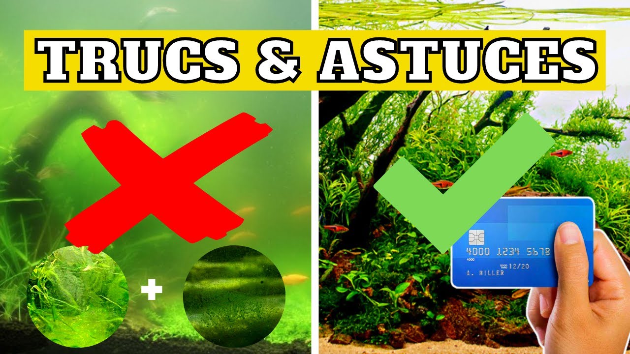 COMMENT NETTOYER LA VITRE DE SONT AQUARIUM !