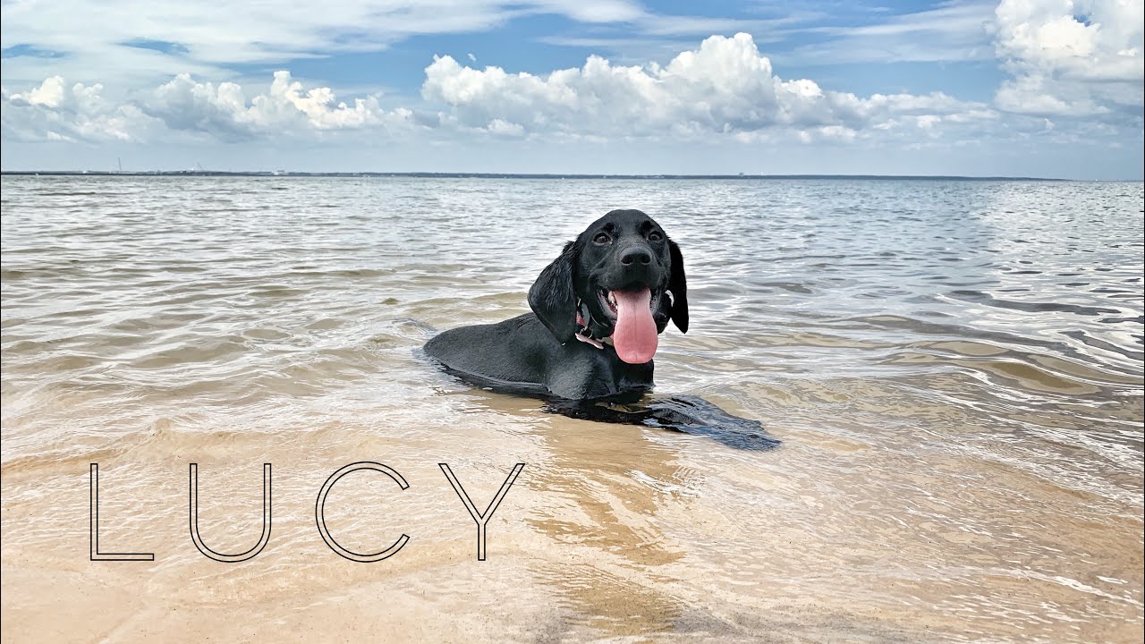 5mo Lab/GSP Mix (Lucy) Best Dog Trainers in Florida