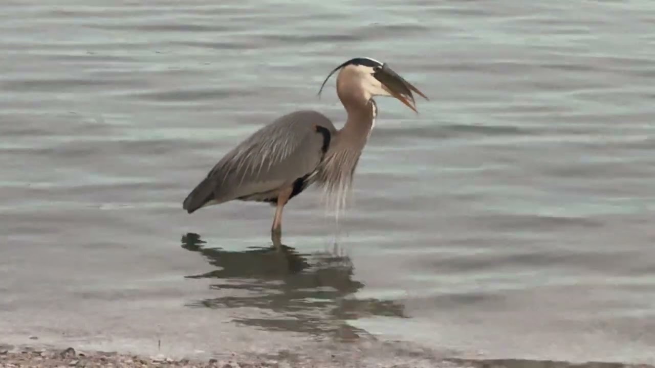 Great blue heron eating a Mojarra fish ( Sand Perch )