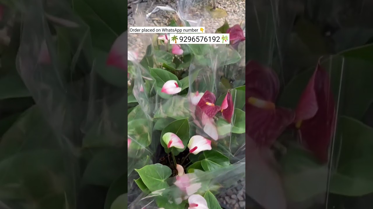 Rare imported anthurium plant online shopping #anthurium #plants #garden #gardening #flowers