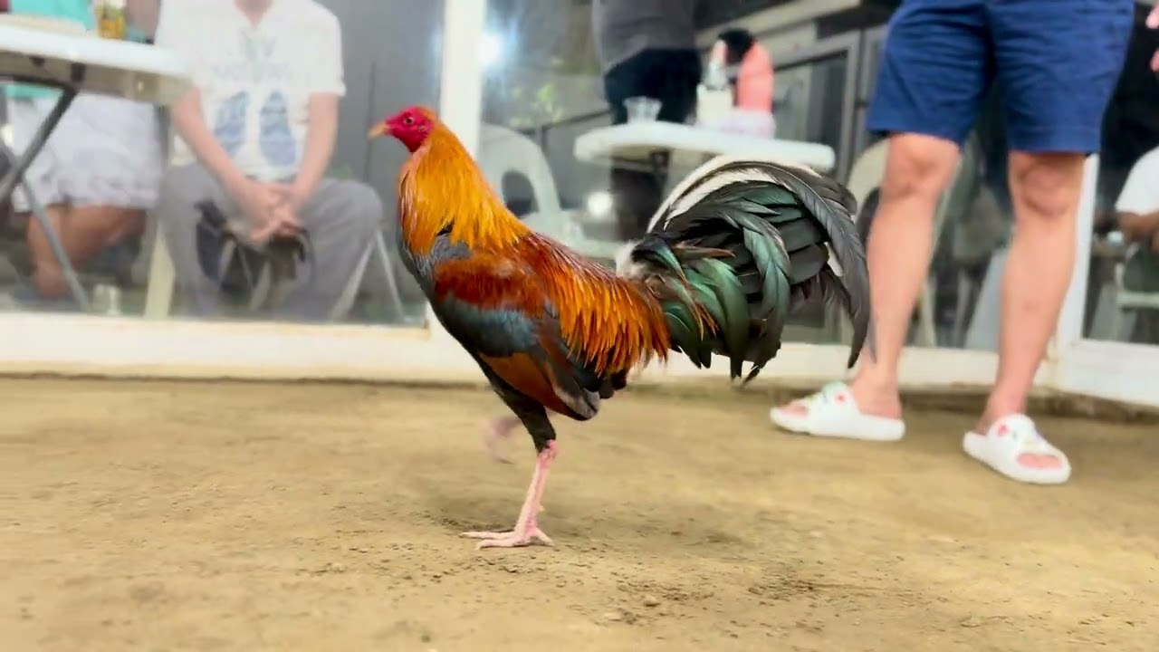 SWEATER KELSO #rooster  #roosterfarm  #chickenbreeds #chickentypes #pets #ayam #roosterchicken 