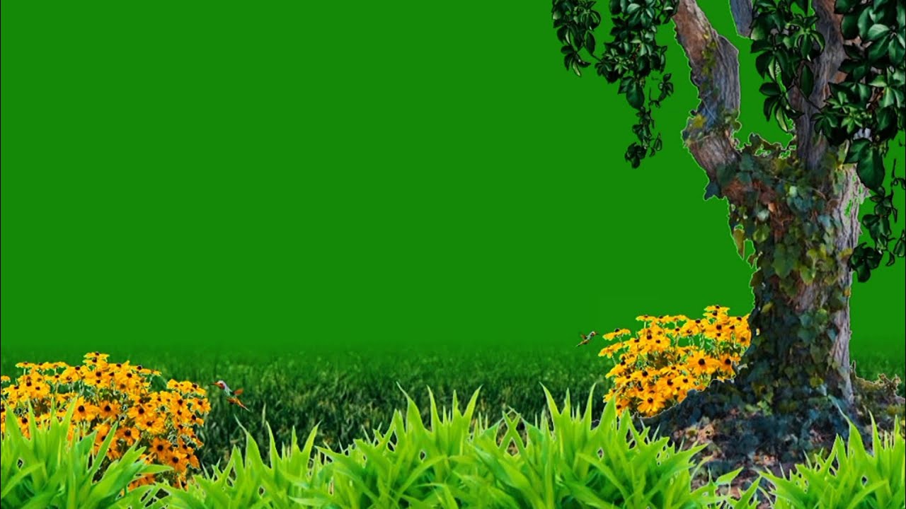 Nature Green Screen / Free Green Screen / Tree Green Screen / Green Screen Background / Hummingbird