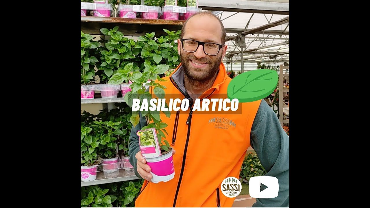 Basilico Artico: Il basilico che resiste al freddo
