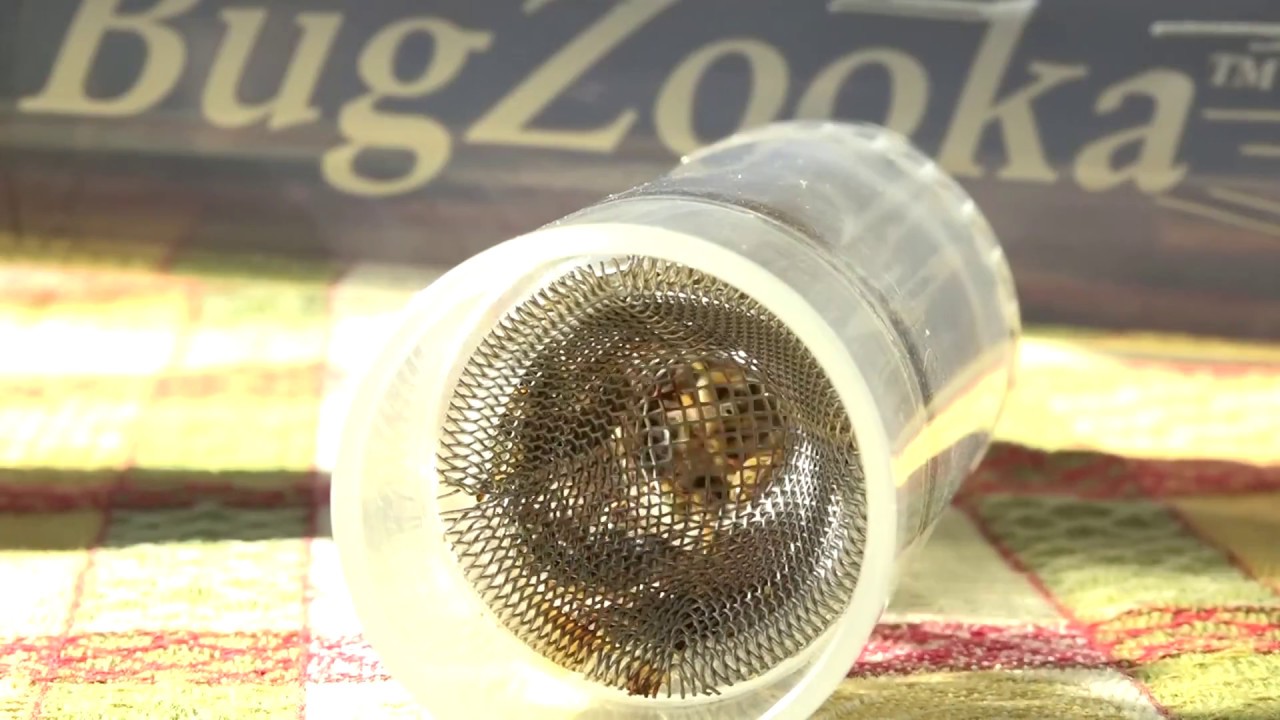 Caught 117 Yellow Jacket Wasps in 30 minutes! What I use to trap wasps BugZooka now what?