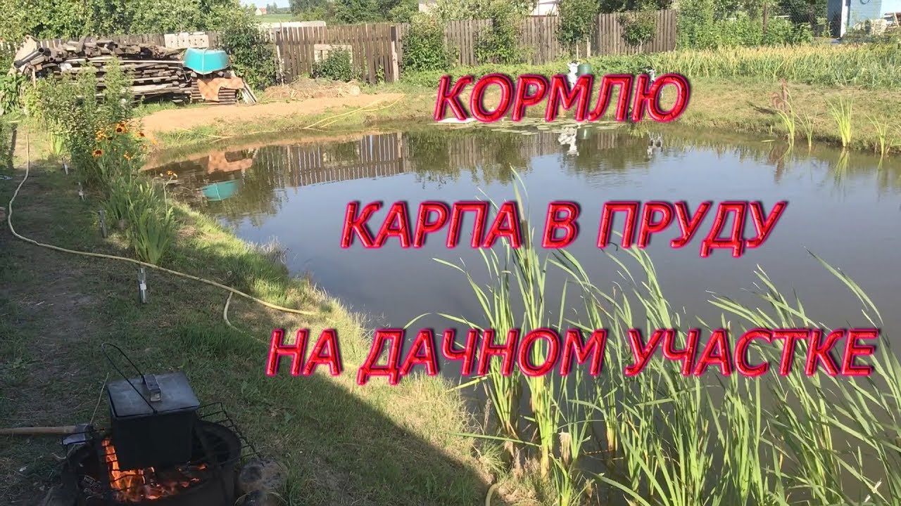 КОРМЛЮ КАРПА В ПРУДУ НА ДАЧНОМ УЧАСТКЕ