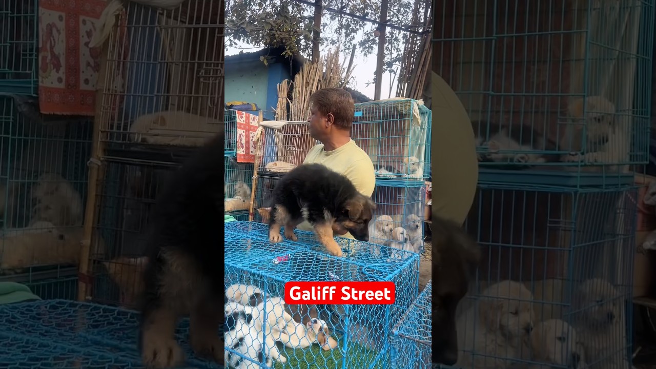 galiff street pet market | dog market Kolkata #shroud #dog #petmarket #galiffstreet