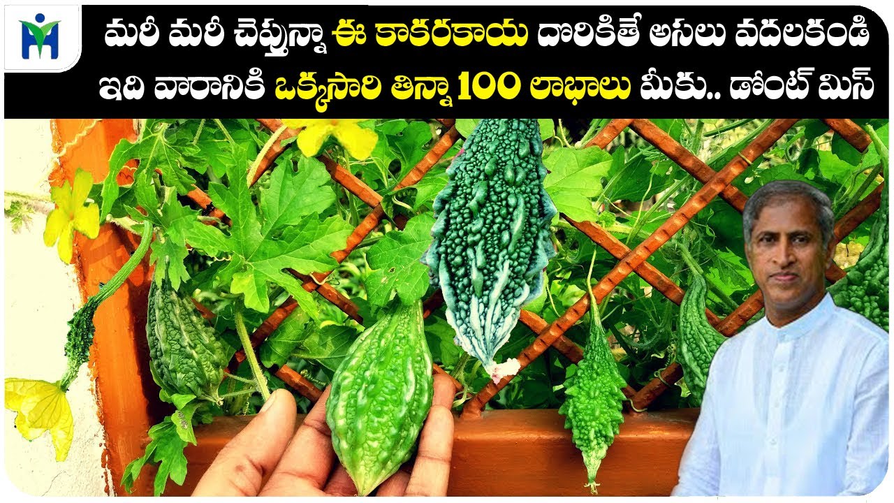 Special Bitter Gourd For You | Effective Health Benefits | Kakara | Dr Manthena Satyanarayana Raju