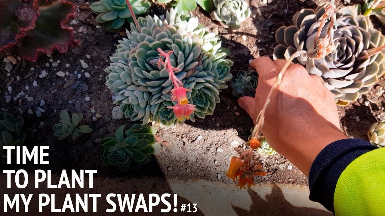 #13 Post-swap planting and cleanup