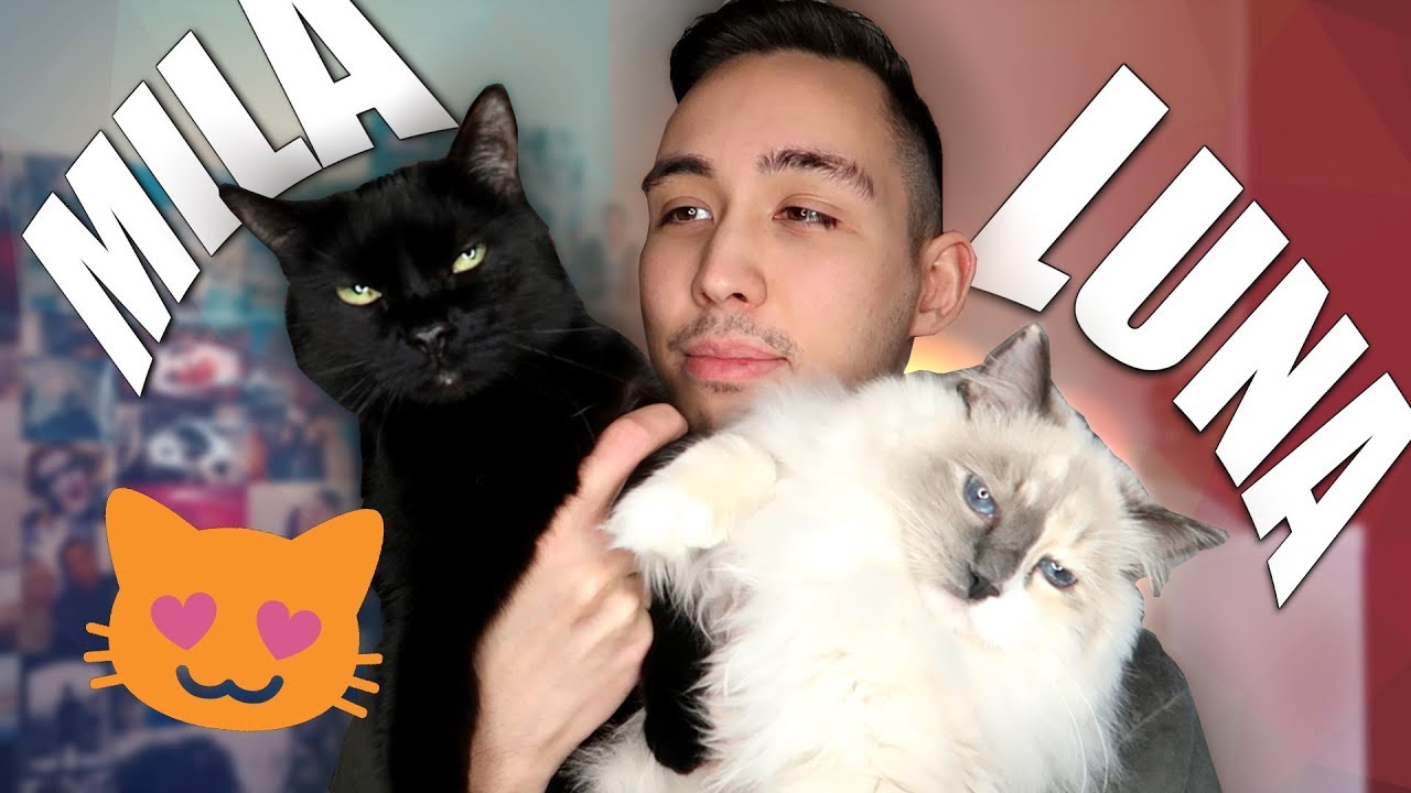 Meidän kissat: Mila & Luna