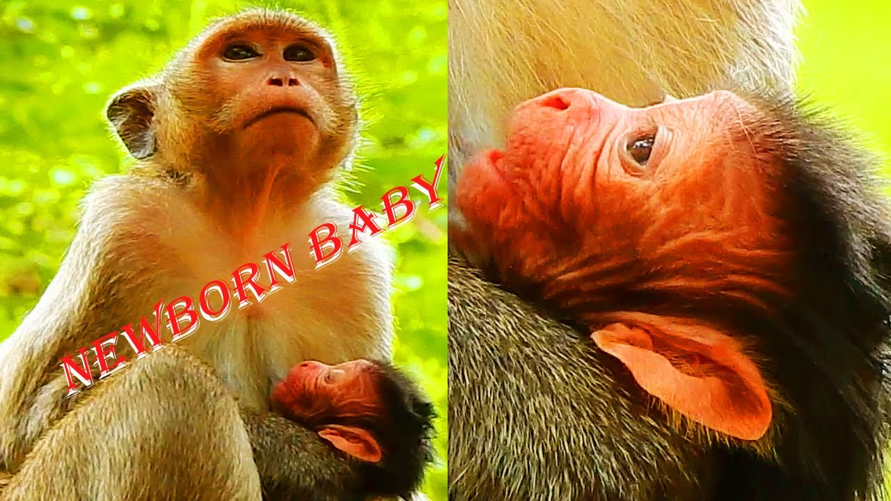 WELCOME TO NEWBORN BABY JUST BORN TODAY/ LOVELY MONKEY!/HOW TO NURSE NEWBORN FIRST FOR YOUNG MOM!