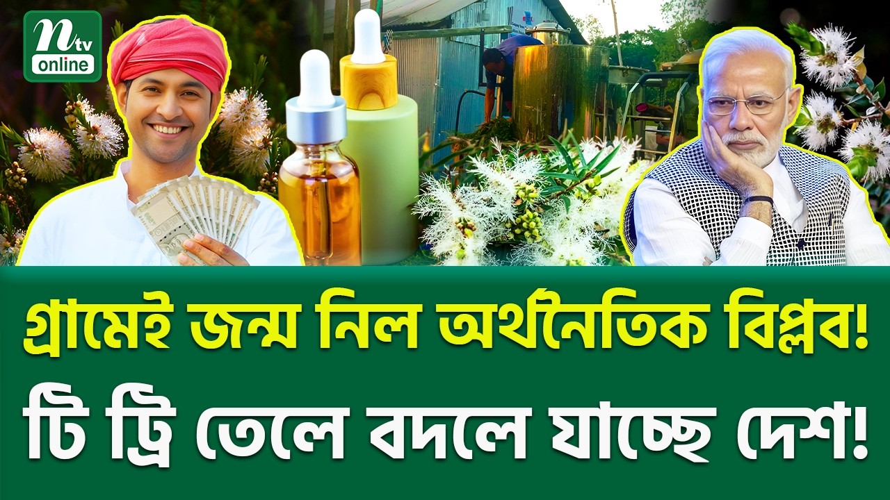 বাংলাদেশের বড় চমক! । Tea Tree Oil Bangladesh । NTV News
