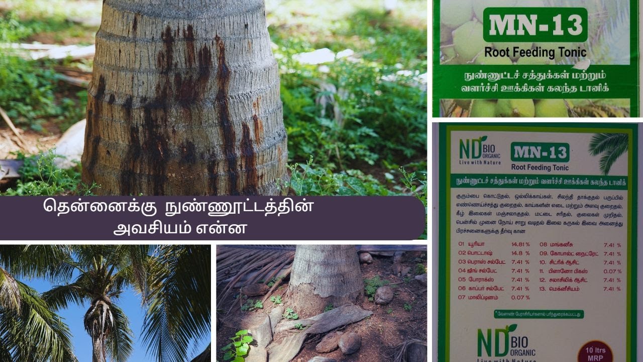 ஒருமுறை தென்னைக்கு வேர் நுண்ணூட்டம் கொடுத்துப் பாருங்க  96778 90004