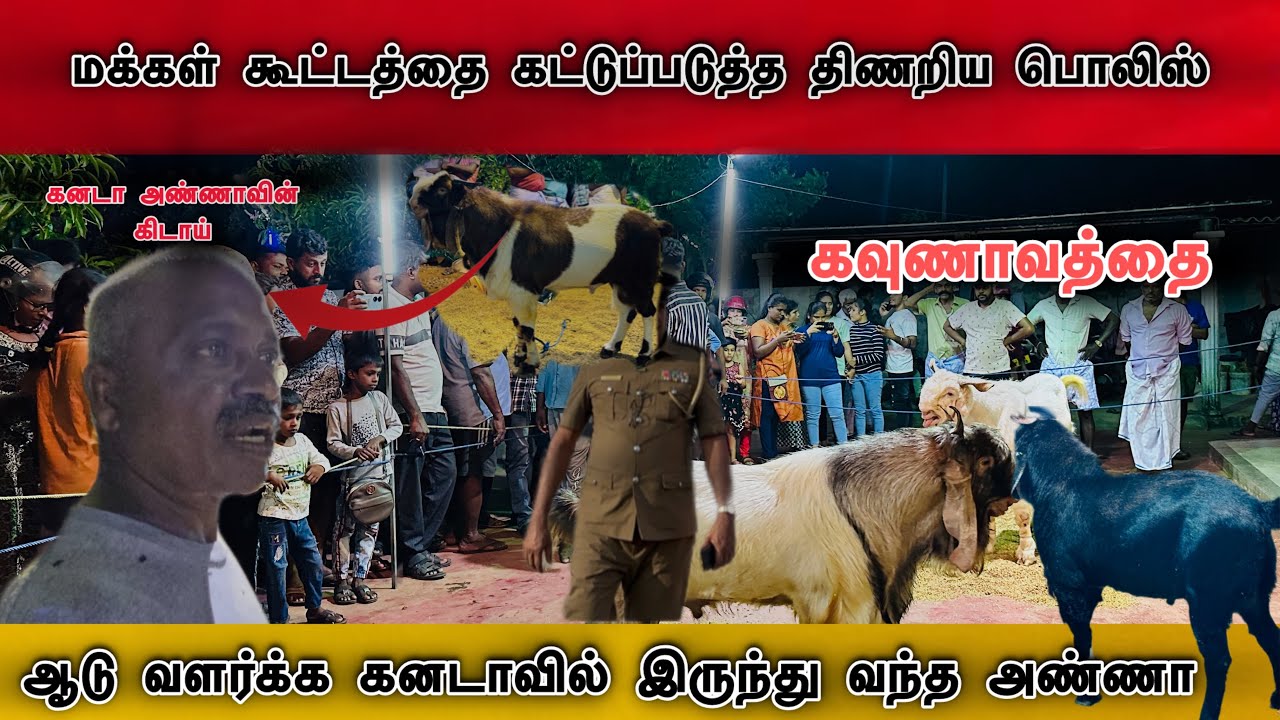 கனடா அண்ணா வளர்த்த் கிடாய் லச்சக்கணக்கில் கவுணாவத்தை நரசிம்மரிடம் வந்த பக்தர்கள்