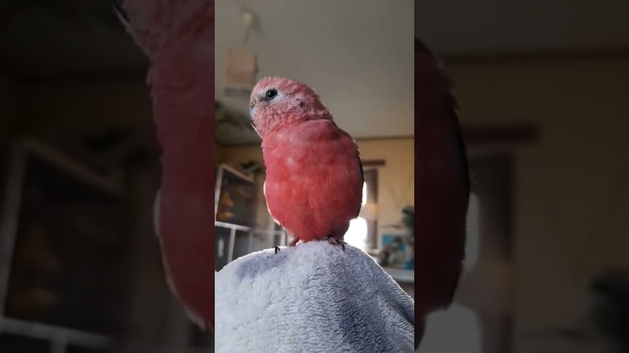 Rosey bourke parakeet singing