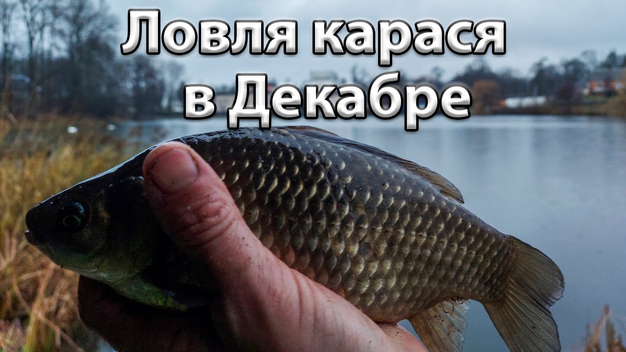 Ловля карася зимой на фидер. Зимний фидер.
