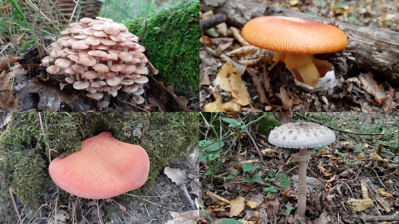 Bal, Biftek, Şemsiye, Sezar Mantarları