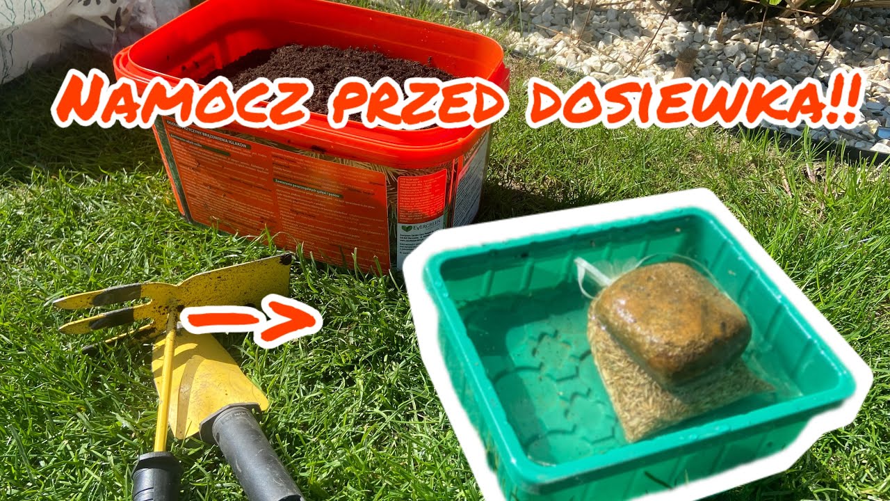 Nie zapomnij o namaczaniu! Dosiewanie trawnika na kilkuletnim trawniku || dosiewka trawy
