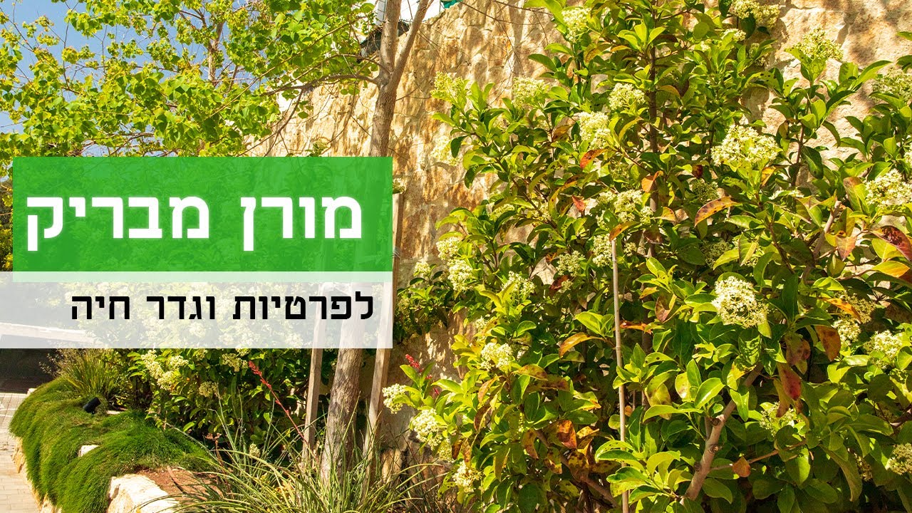 מורן מבריק - שיח עם פריחה מקסימה מושלם בתור גדר חיה