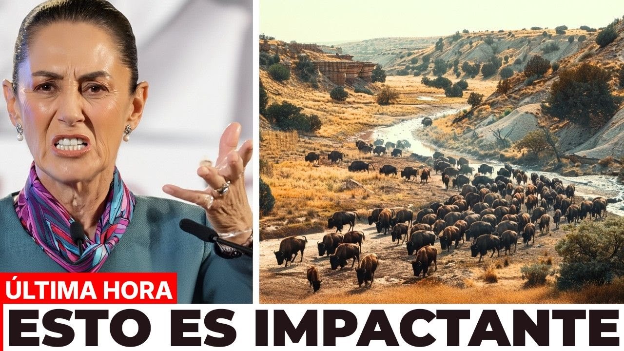 México liberó bisontes en un desierto... y 10 años después