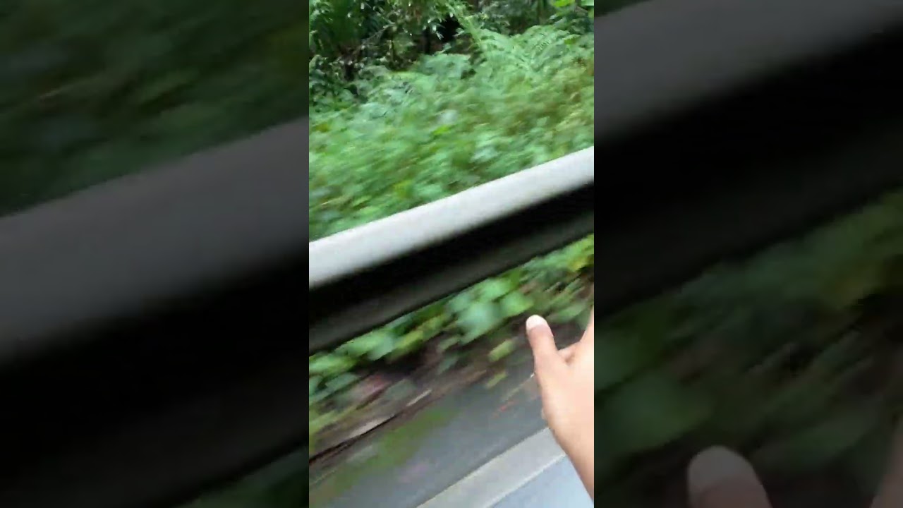 Kottawa rain forest tour part 1.