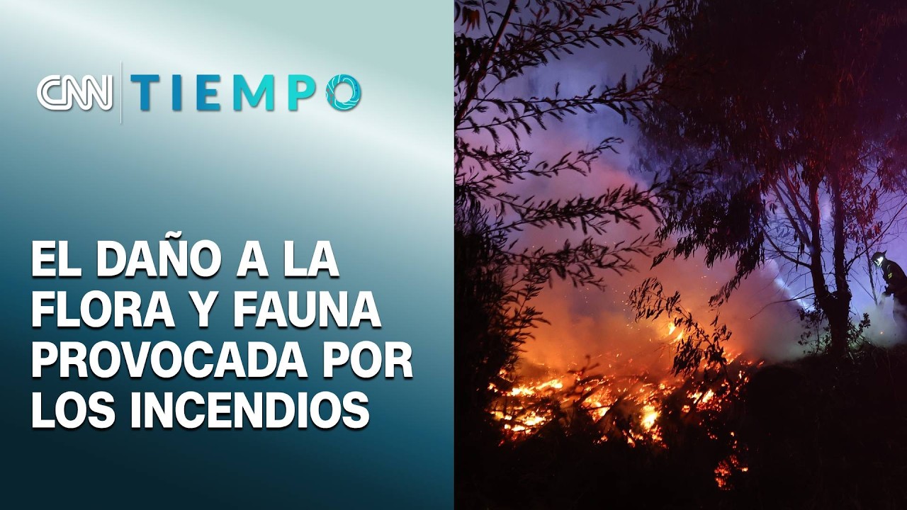 Incendios forestales: La destrucción del ecosistema deja en estado vulnerable a la flora y la fauna
