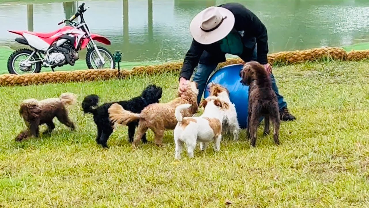 Little Dog Escapade Extravaganza!