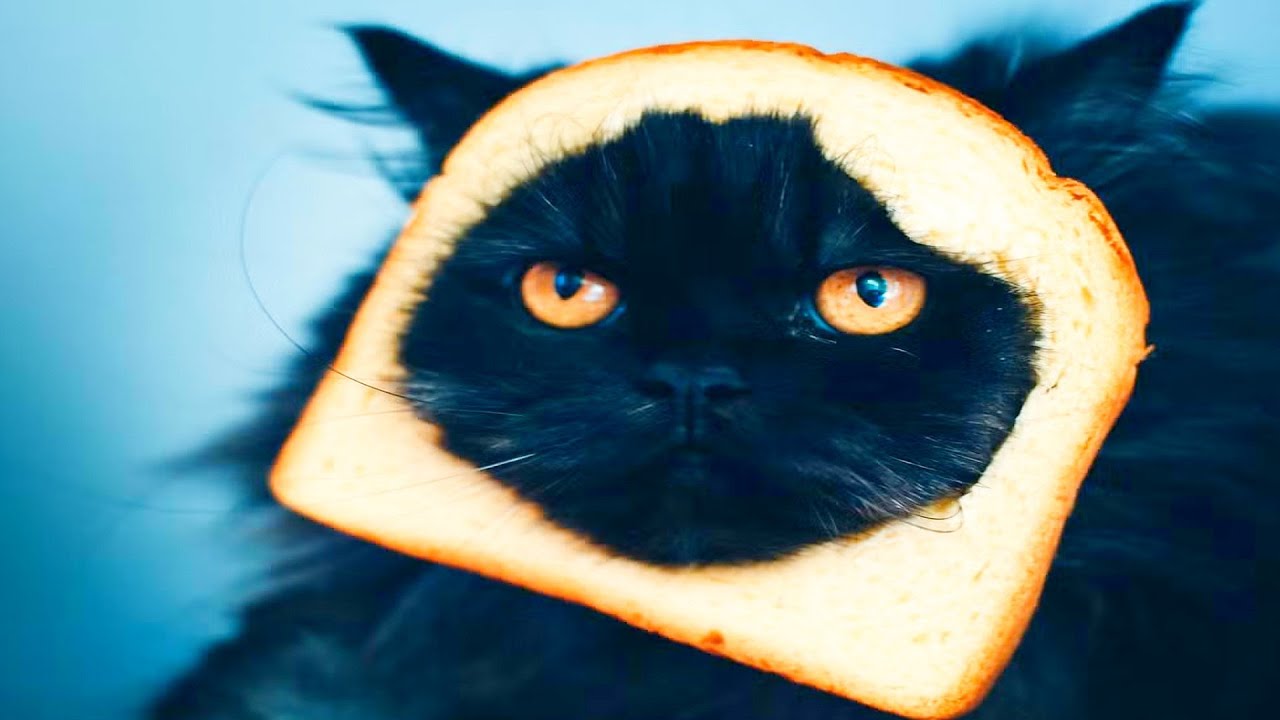 these cats will make your day