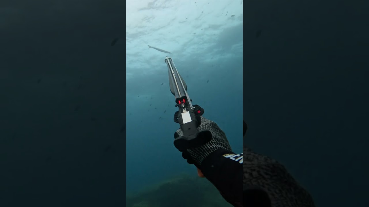 Le tir pr&eacute;cis des stato- roller Chasse sous-marine  #chassesoumarine #pechesousmarine #underwater