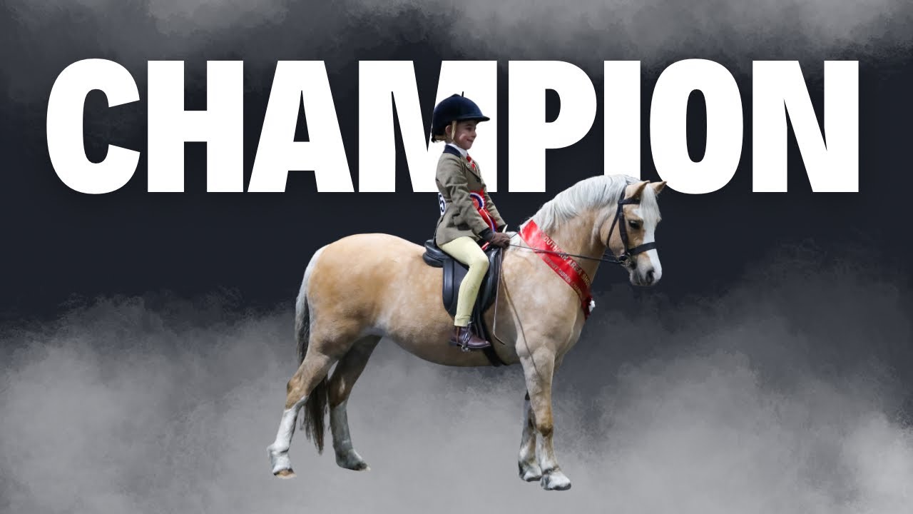 M&M CHAMPION // Southern Area Show