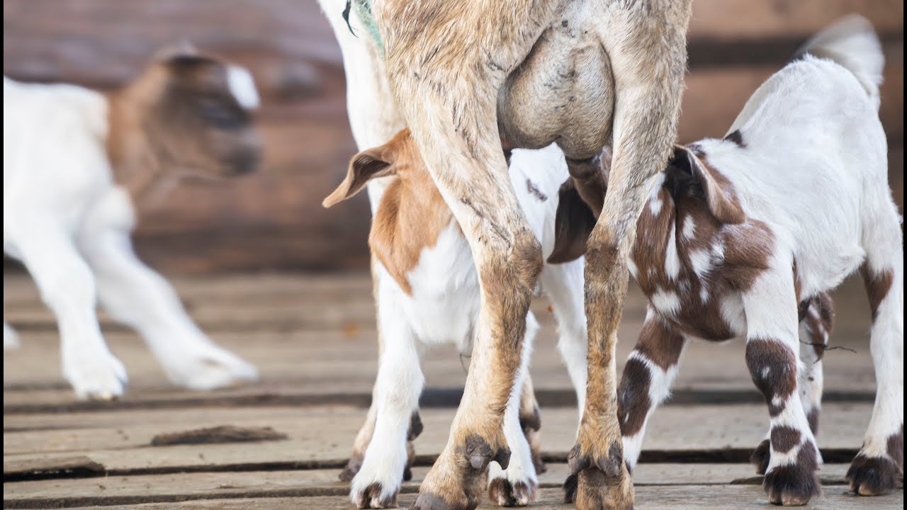 Why goats die right before or after giving birth
