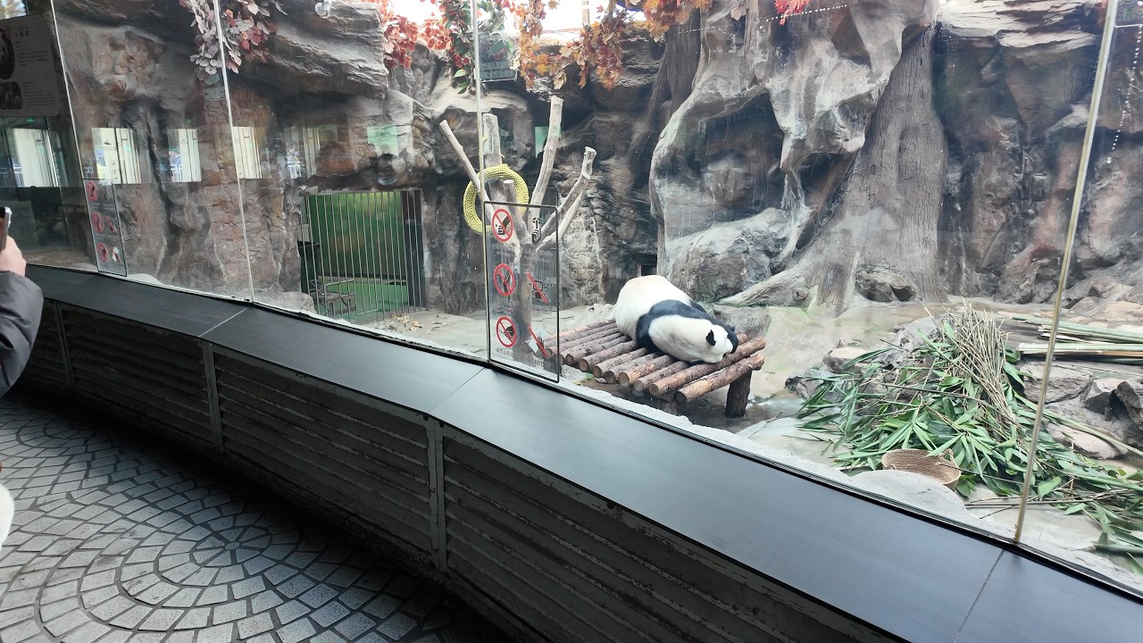 Willkommen im Zoo von Peking