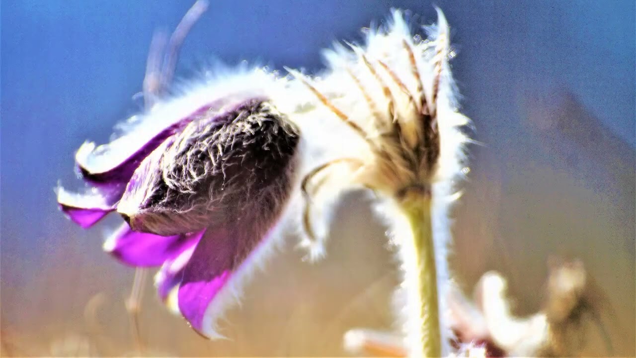 2019 03 fekete kökörcsines