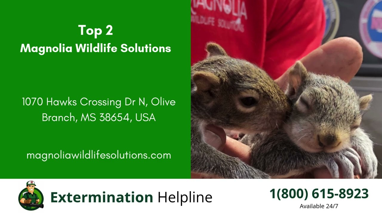 Top 3 Exterminators in Southaven