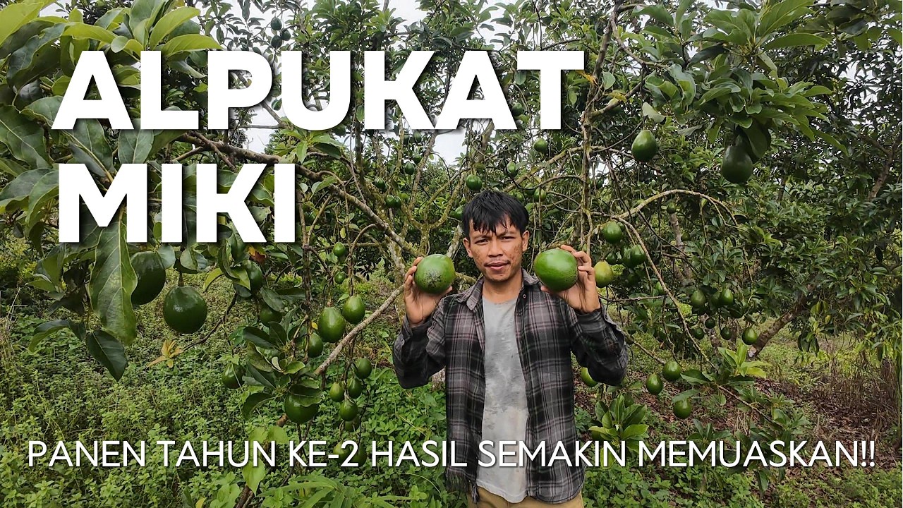 ALPUKAT MIKI SUPER, PANEN DI TAHUN KE 2, HASIL SEMAKIN MEMUASKAN!